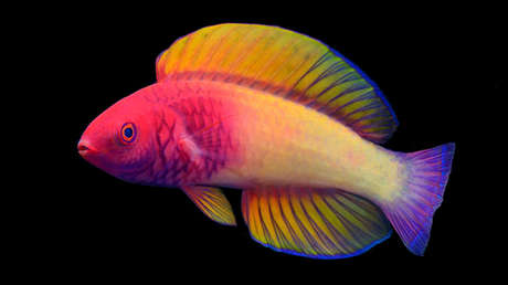 Describen un nuevo pez arcoíris en las islas Maldivas (que antes erróneamente se clasificaba como otra especie)