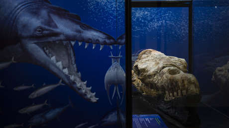 Descubren en Perú el cráneo de un "monstruo marino" de 36 millones de años