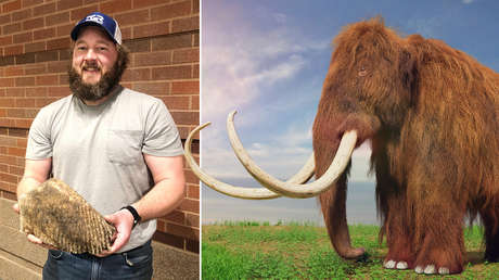 "Descubrimiento único": Un obrero encuentra un diente de mamut lanudo mientras trabaja (FOTOS)