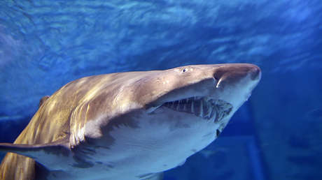 Un turista italiano muere en Colombia tras ser atacado por un tiburón