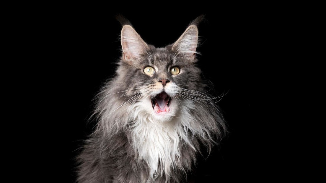 "No como gatos": Denuncian que centros educativos de Canadá usan materiales didácticos racistas contra los asiáticos (FOTOS)