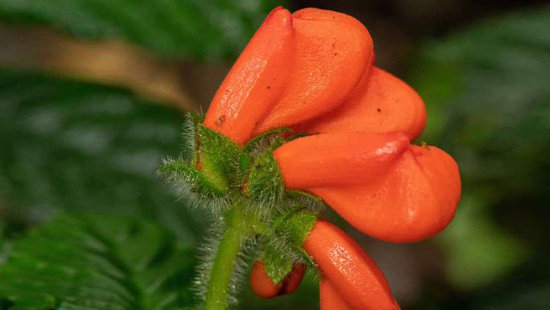 Encuentran en Ecuador una flor que se creía extinta desde hace 40 años (pero todavía está en peligro de desaparecer)