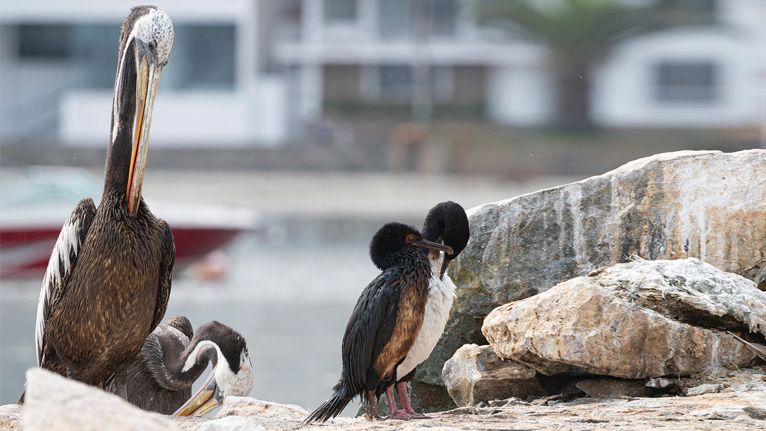 El derrame de petróleo en Perú ha dejado cerca de 900 animales muertos (incluidas especies en peligro de extinción)