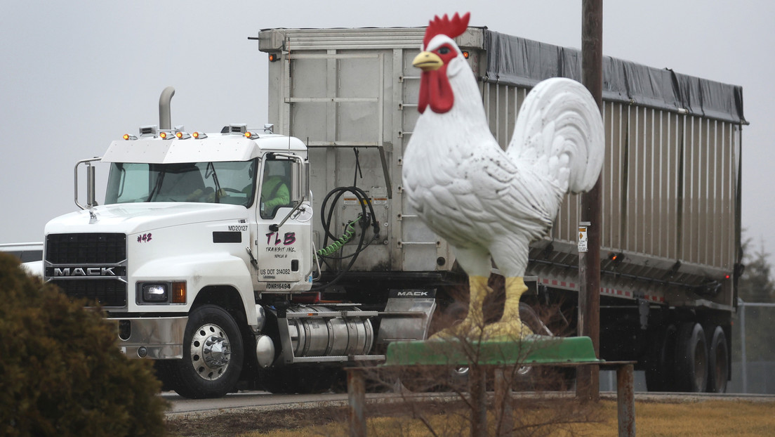Millones de aves sacrificadas y cadenas de suministro rotas: el precio de los huevos se dispara por la gripe aviar y la crisis ucraniana
