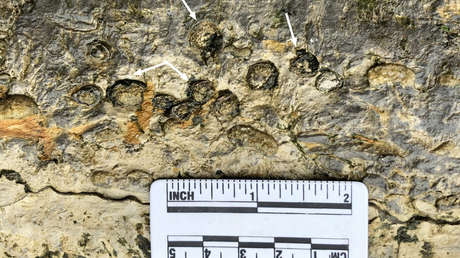 Descubren restos de un antiguo ancestro de ictiosaurio: una nueva especie de tamaño inusualmente grande