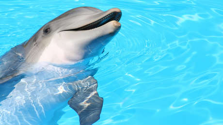 Un delfín ataca a su entrenadora durante un espectáculo acuático en Miami (VIDEO)