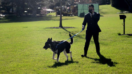 Revelan las reacciones de empleados del Servicio Secreto de EE.UU. cuando la Casa Blanca minimizó las lesiones que les ocasionó un perro de Biden