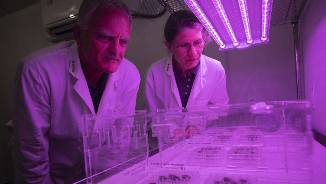"La vida no se limita a la Tierra": Científicos logran cultivar semillas en suelo lunar por primera vez