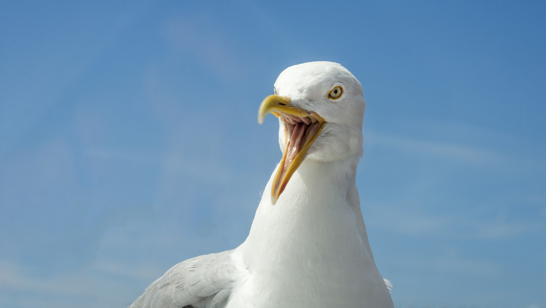 Una gaviota roba unos 17 kilos de 'snacks' en una tienda del Reino Unido (VIDEO)