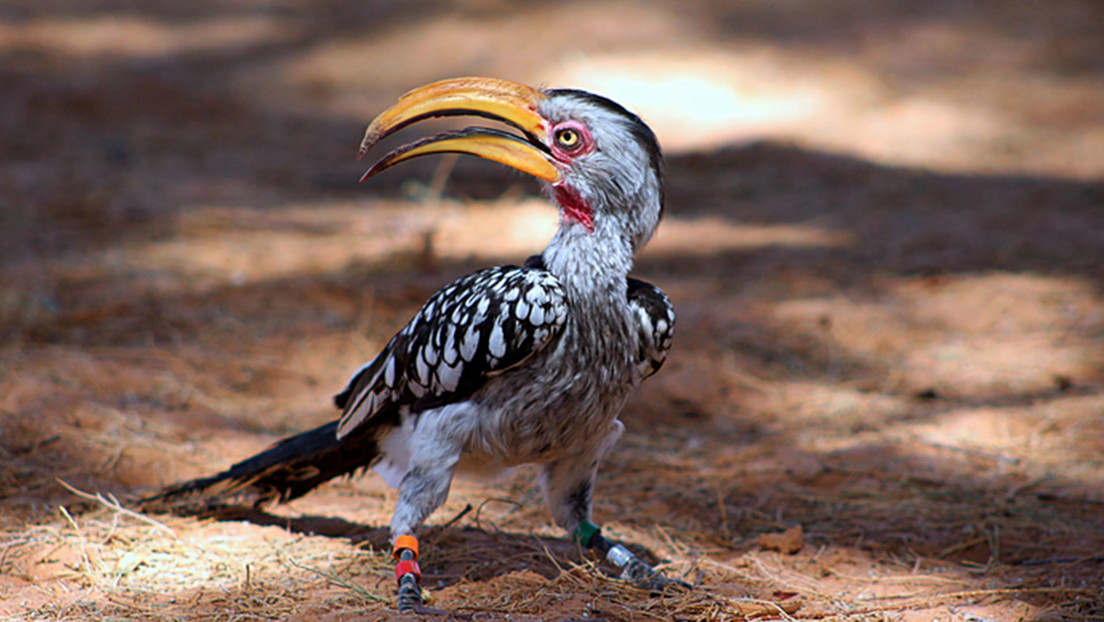 Identifican qué está diezmando a la población de una especie de ave hermana a la de Zazu de 'El rey león'