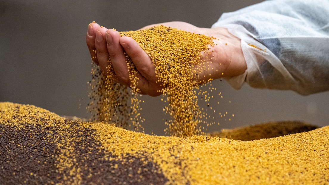 La escasez de mostaza deja los estantes vacíos en Francia: ¿a qué se debe?