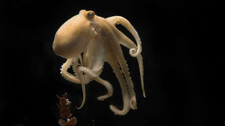 ¿Por qué los pulpos se autodestruyen tras el apareamiento? La ciencia halla una posible respuesta