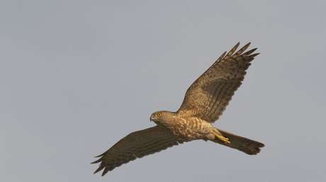 En la India caen aves del cielo en medio de la peor ola de calor de los últimos años