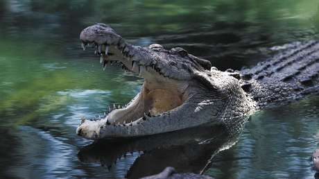 El fósil de un cocodrilo de hace 7 millones de años hallado en Perú arroja luz sobre el origen de estos reptiles