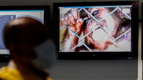 La OMS aconseja "no hacer una montaña de un grano de arena" con el brote de viruela del mono mientras aumentan los casos: ¿habrá una nueva pandemia?