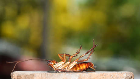 Una nueva técnica de edición genética en cucarachas podría utilizarse en plagas agrícolas y médicas