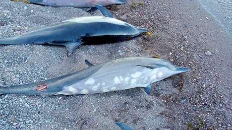 Aparecen 33 delfines muertos varados en una costa de México