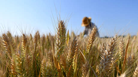 FAO: La crisis ucraniana elevaría a 220 millones la cantidad de personas que pasan hambre en el mundo