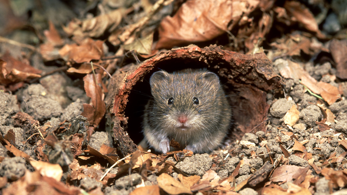 Descubren un nuevo tipo de coronavirus en roedores que puede infectar a humanos