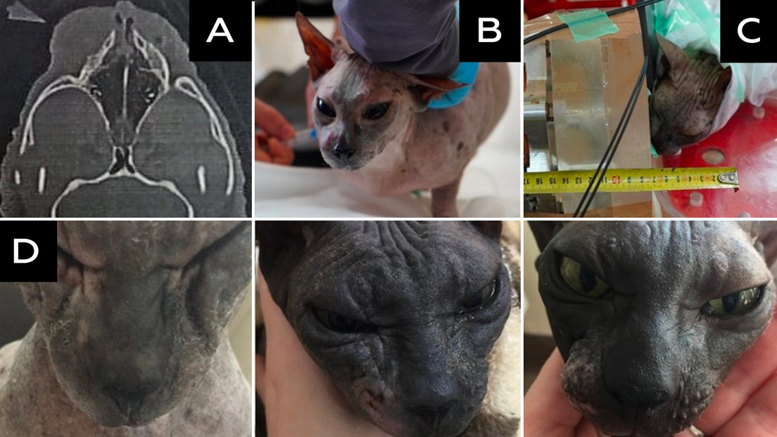 Científicos rusos curan por primera vez tumores en gatos y perros con un método de irradiación selectiva de neutrones