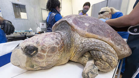 Rescatan a una tortuga marina del ataque de un tiburón y pone 100 huevos tras ser operada