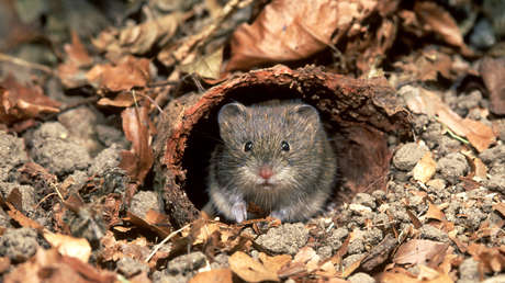 Descubren un nuevo tipo de coronavirus en roedores que puede infectar a humanos