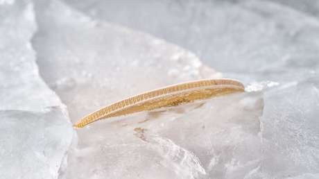 Revelan la cantidad de valores rusos congelados en la UE