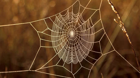 Científicos proponen utilizar telarañas para 'atrapar' microplásticos y monitorear la contaminación del aire