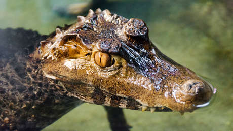 Identifican dos nuevas especies de cocodrilos enanos gigantes que vivieron en la región de África Oriental hace 15 millones de años