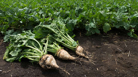 Científicos rusos desarrollan una tecnología para fabricar bioplástico a partir de desecho de remolacha