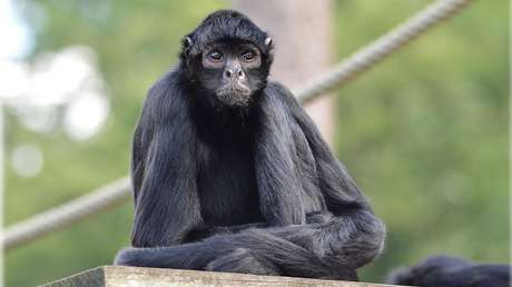 Matan a un raro espécimen de mono vestido de sicario en un enfrentamiento armado en México (FOTO)