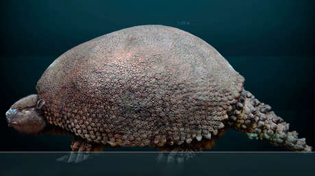 Un estudio revela que los humanos prehistóricos influyeron en la extinción de los armadillos gigantes