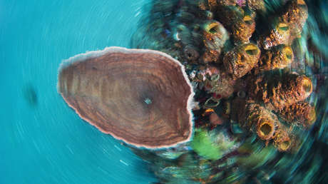 Detectan la mayor decoloración jamás registrada en esponjas marinas