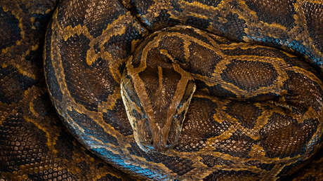 Hallan la pitón más grande jamás encontrada en Florida con los huesos disueltos de su última presa dentro (FOTOS)