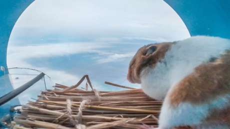 Un hámster sobrevive un viaje a la estratosfera en un globo volador japonés