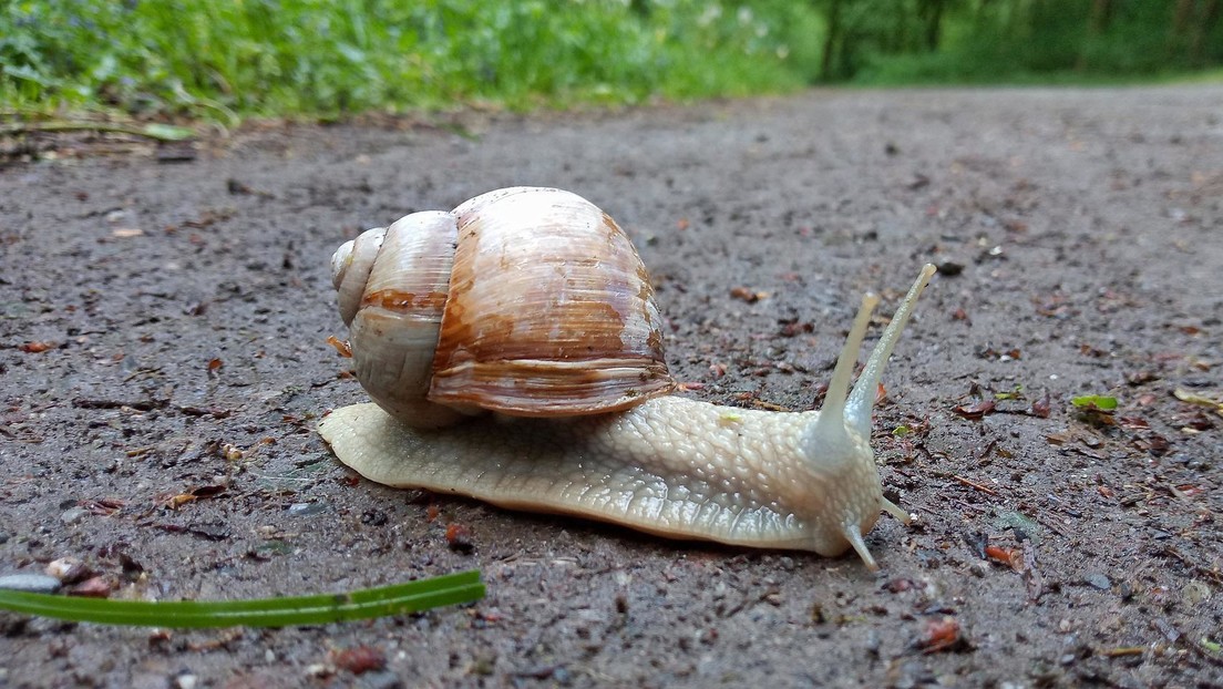 Ponen en cuarentena a un condado de EE.UU. tras detectar un caracol gigante africano causante de meningitis en humanos