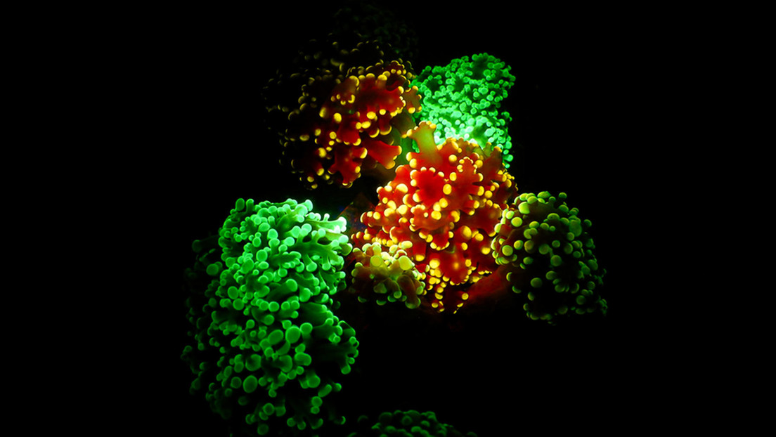Científicos descubren por qué los corales brillan en el fondo del océano