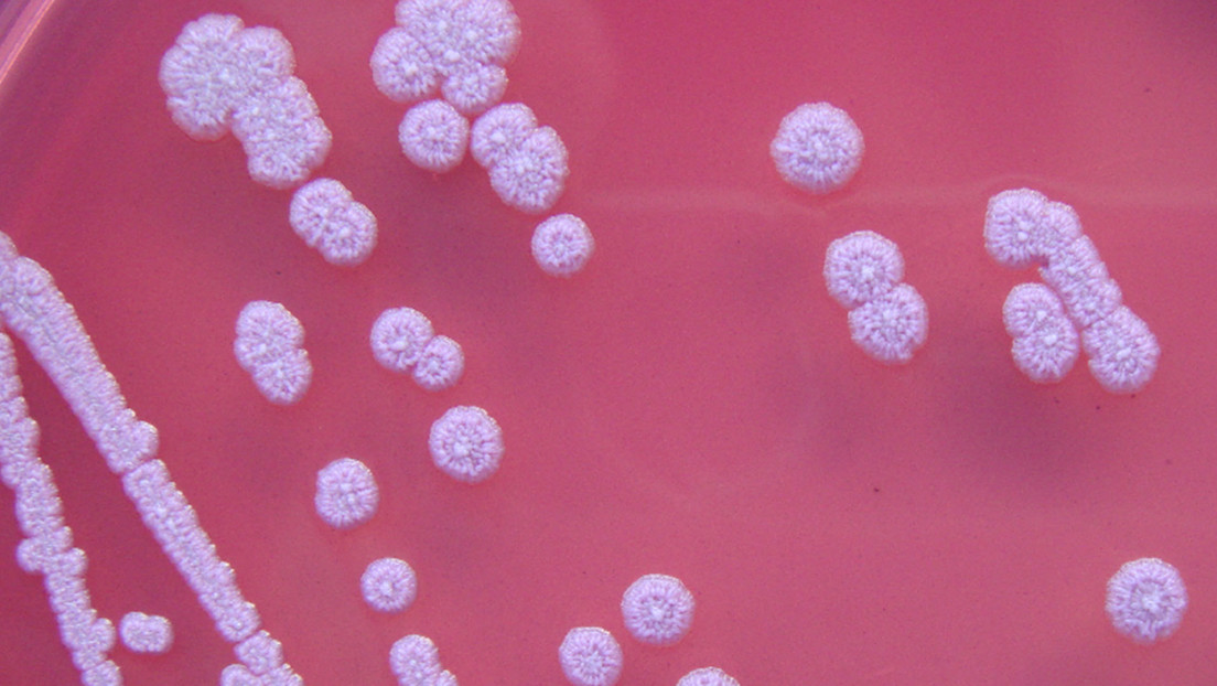 Burkholderia pseudomallei