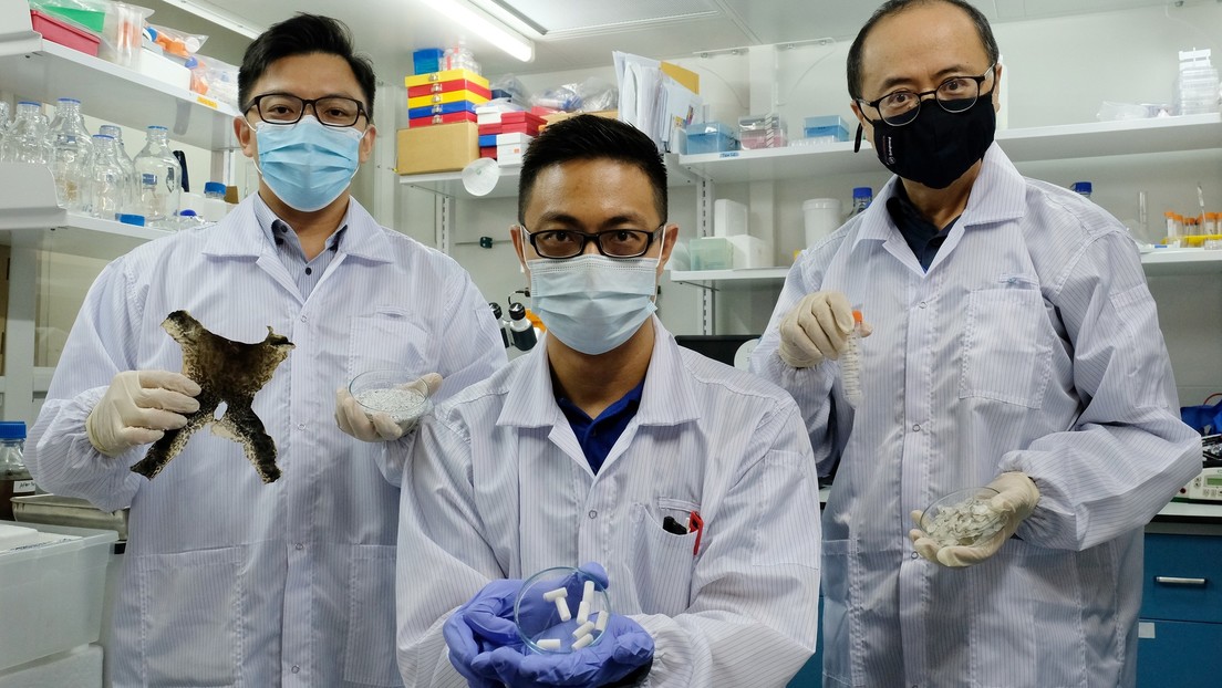 Desarrollan un parche a base de piel de rana toro para la cicatrización de heridas de difícil curación