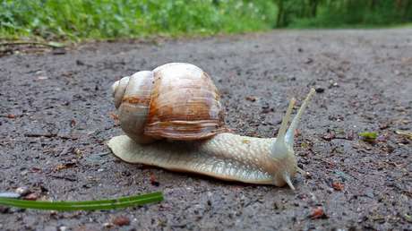 Ponen en cuarentena a un condado de EE.UU. tras detectar un caracol gigante africano causante de meningitis en humanos
