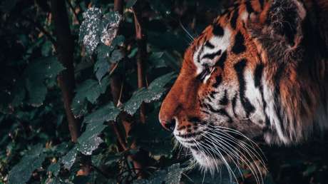 Denuncian maltrato y abandono de grandes felinos en un conocido "santuario" de México