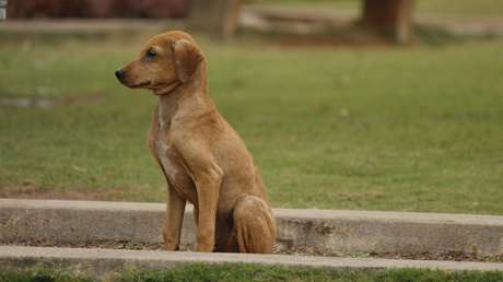 Descubre a su vecino arrojando a un perro atado por las patas a un río y le obliga a rescatarlo (VIDEO)