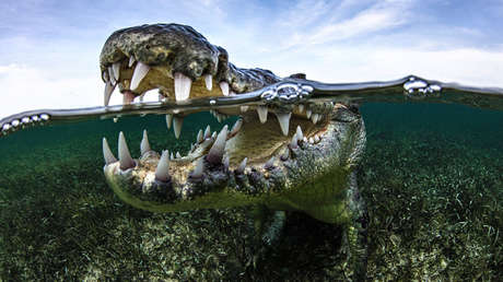 Dos turistas estadounidenses sufren heridas por un ataque de cocodrilo en México