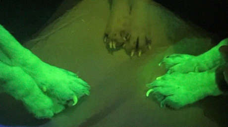 Beagles son clonados por primera vez con tecnología que permite mejorar el genoma de perros de pura raza