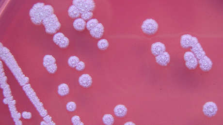 Burkholderia pseudomallei
