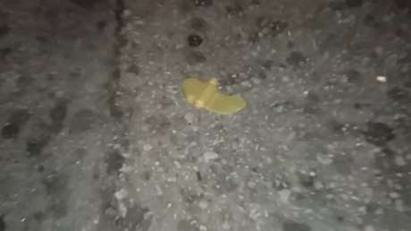 Ucrania lanza numerosas minas terrestres antipersonales prohibidas internacionalmente contra barrios poblados de Donetsk