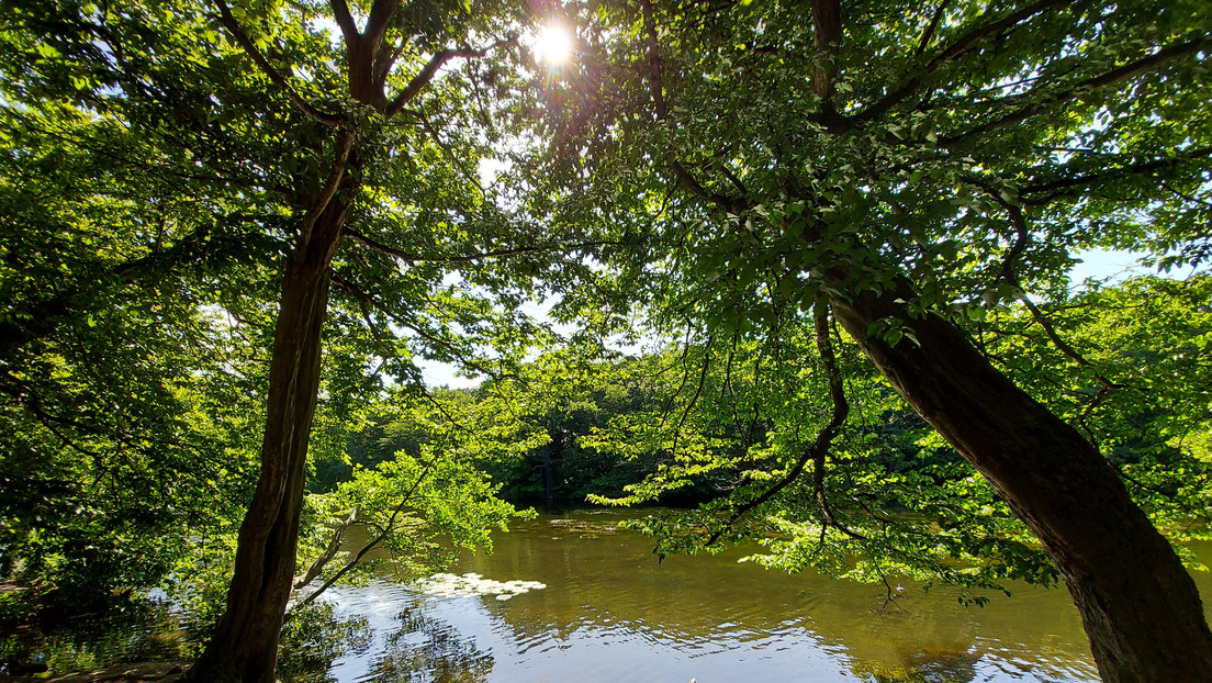 Mueren varios perros tras beber agua de un lago lleno de unas peligrosas algas en Londres