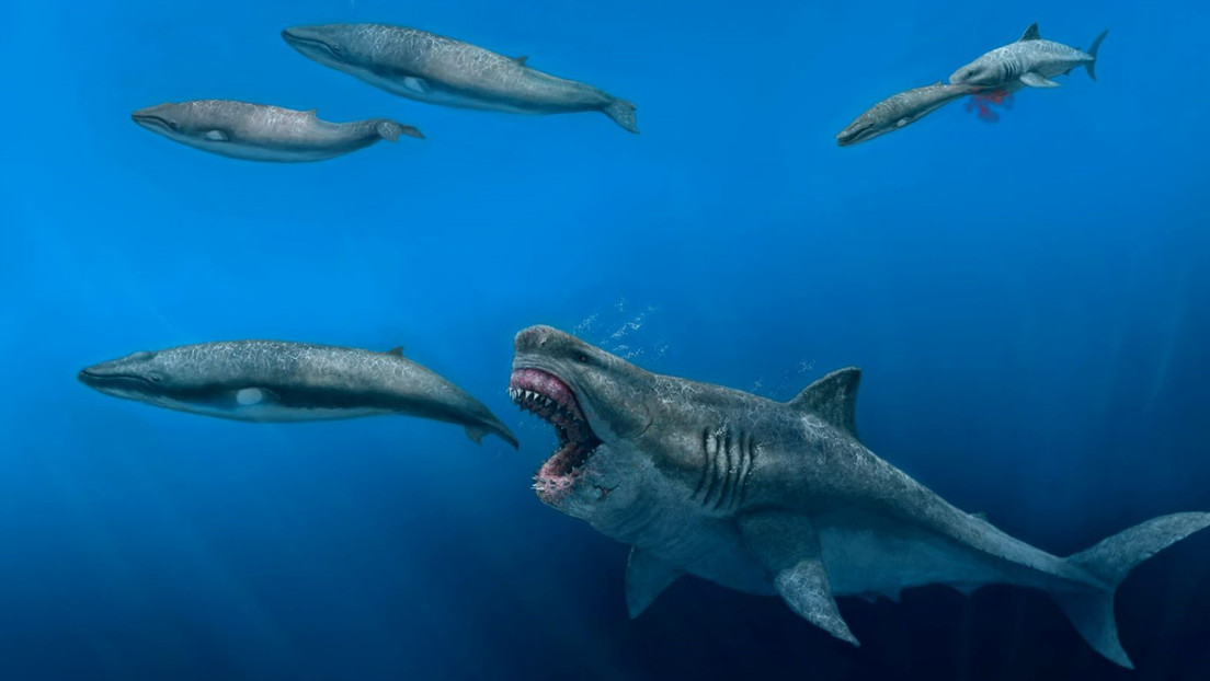 Científicos crean un modelo 3D del megalodón: resultó ser más rápido y feroz de lo que se pensaba