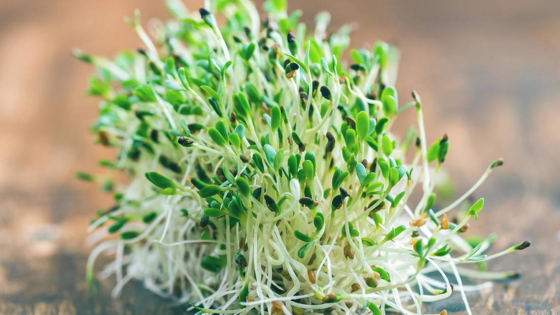 Proponen una planta que solucionaría los problemas de cultivar en Marte