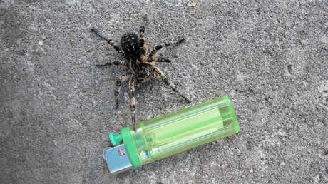 Un joven trata de quemar una araña con su encendedor y causa un incendio forestal en EE.UU.